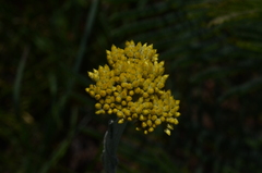 Helichrysum cephaloideum