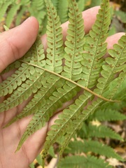 Dryopteris marginalis