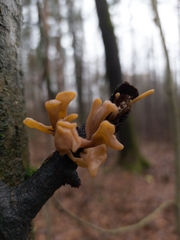 Macrotyphula contorta