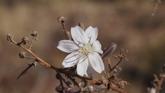 Stephanomeria exigua exigua