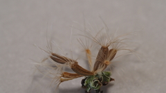Stephanomeria exigua exigua