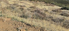 Stephanomeria exigua exigua
