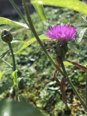 Centaurea iberica