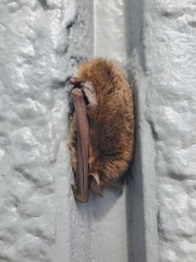 Southeastern Myotis photo 3