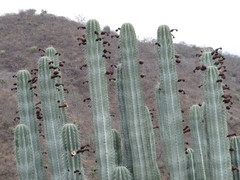 Pachycereus weberi