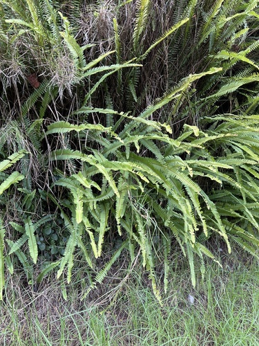 Nephrolepis cordifolia image