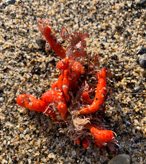 Metandrocarpa dura