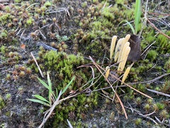 Clavaria argillacea