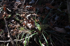 Oryzopsis asperifolia