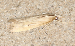 Calamotropha delatalis