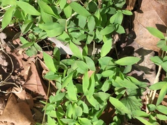 Microstegium vimineum