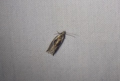Ancylis sheppardana