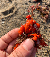 Metandrocarpa dura
