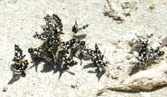 Pseudothyris sepulchralis