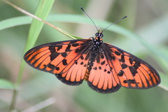 Acraea petraea