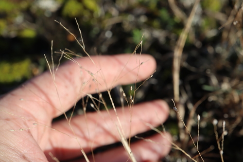 Image of Panicum philadelphicum by (c) Henry "Nick" Robertson, some rights reserved (CC BY-SA)