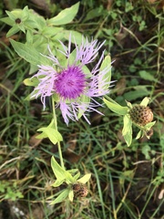 Centaurea phrygia