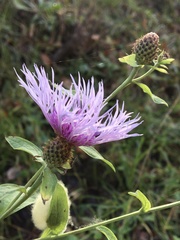 Centaurea phrygia
