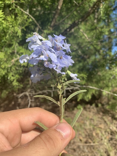 pitcher sage (Salvia azurea)