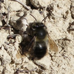 Anthophora dispar