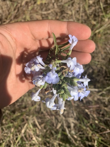 Salvia azurea