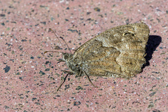 Hipparchia tamadabae