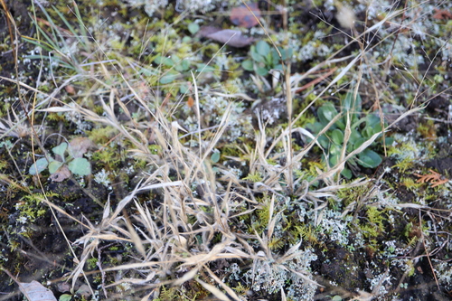 Image of Panicum philadelphicum by (c) Henry "Nick" Robertson, some rights reserved (CC BY-SA)