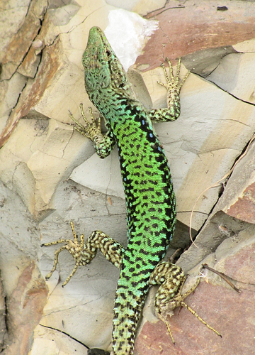 Spiny-tailed Lizard