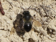 Anthophora dispar