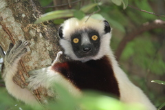 Propithecus coquereli