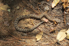 Crotalus molossus oaxacus