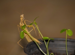Mantis religiosa