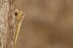 Mantis religiosa