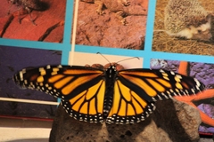 Danaus plexippus