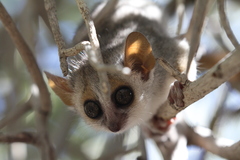 Microcebus griseorufus