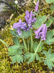 Corydalis arctica