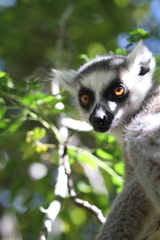 Lemur catta
