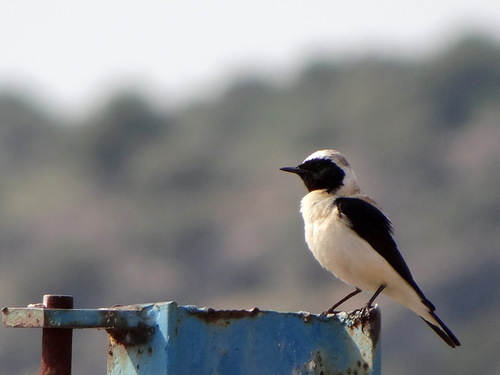 Eastern Black-eared Wheatear