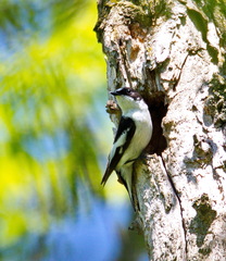 Ficedula semitorquata