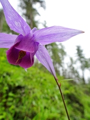 Aquilegia pubiflora