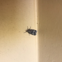 Lepidoptera