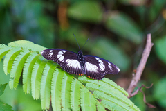 Pseudacraea lucretia expansa