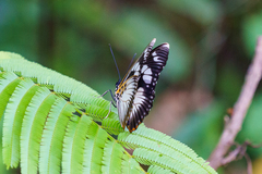 Pseudacraea lucretia expansa