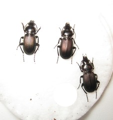 Pterostichus mannerheimii