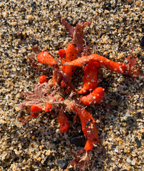 Metandrocarpa dura