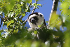 Propithecus verreauxi