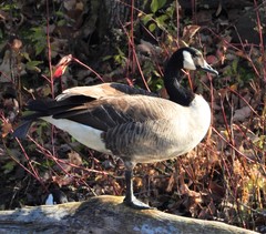 Branta canadensis
