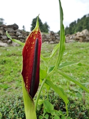 Sauromatum diversifolium