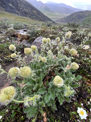 Geum glaciale