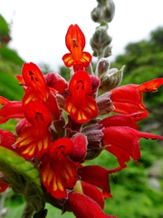 Colquhounia coccinea